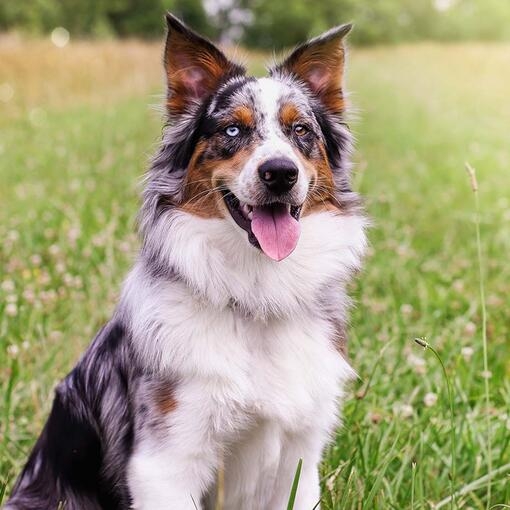 Skylar Australian Shepherd Dog Purina UK